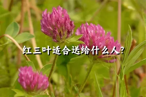 红三叶适合送给什么人？