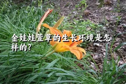 金娃娃萱草的生长环境是怎样的？