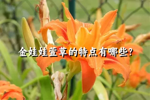 金娃娃萱草的特点有哪些？