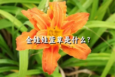 金娃娃萱草是什么？