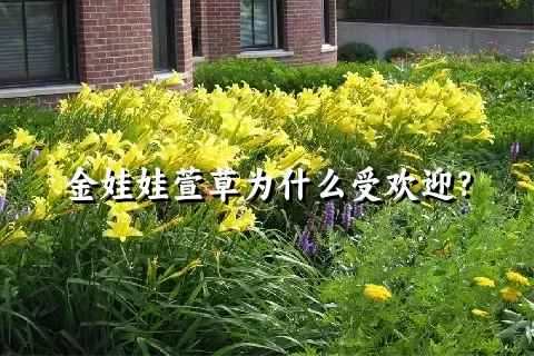 金娃娃萱草为什么受欢迎？