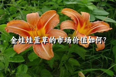 金娃娃萱草的市场价值如何？