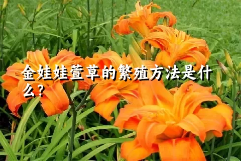 金娃娃萱草的繁殖方法是什么？