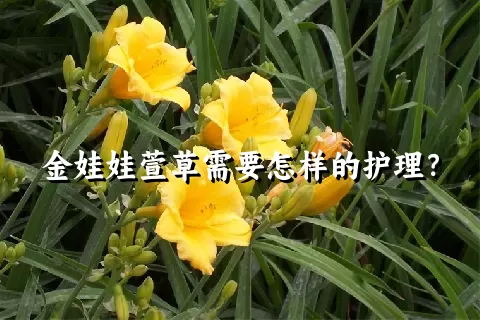 金娃娃萱草需要怎样的护理？