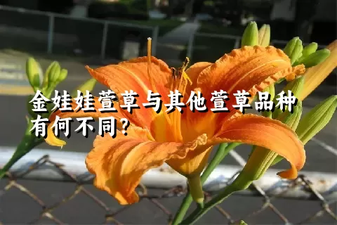 金娃娃萱草与其他萱草品种有何不同？