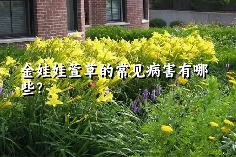 金娃娃萱草的常见病害有哪些？