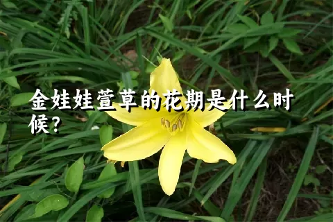 金娃娃萱草的花期是什么时候？