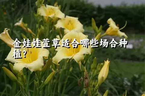 金娃娃萱草适合哪些场合种植？