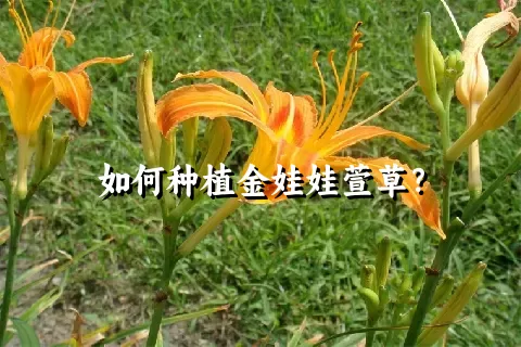 如何种植金娃娃萱草？
