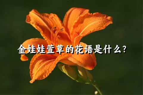 金娃娃萱草的花语是什么？