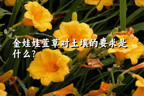 金娃娃萱草对土壤的要求是什么？