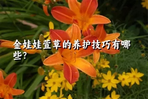 金娃娃萱草的养护技巧有哪些？