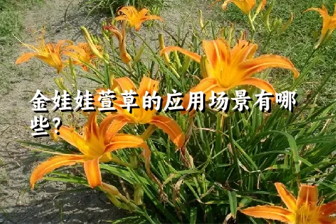 金娃娃萱草的应用场景有哪些？