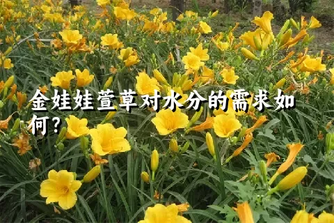 金娃娃萱草对水分的需求如何？