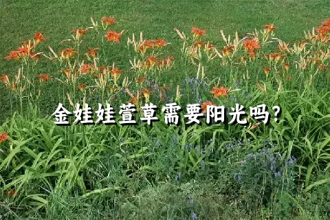 金娃娃萱草需要阳光吗？