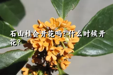 石山桂会开花吗？什么时候开花？