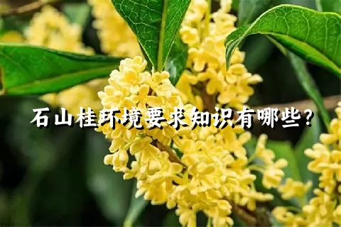 石山桂环境要求知识有哪些？