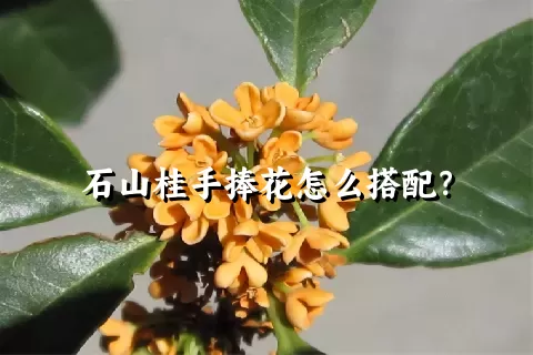 石山桂手捧花怎么搭配？