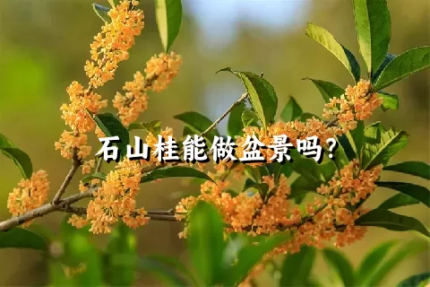 石山桂能做盆景吗？
