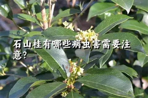 石山桂有哪些病虫害需要注意？