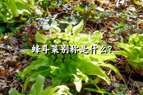 蜂斗菜别称是什么？