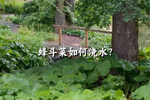 蜂斗菜如何浇水？