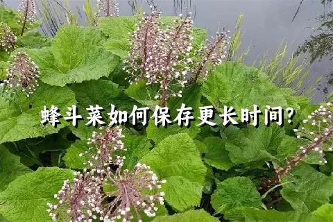 蜂斗菜如何保存更长时间？