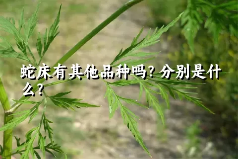 蛇床有其他品种吗？分别是什么？