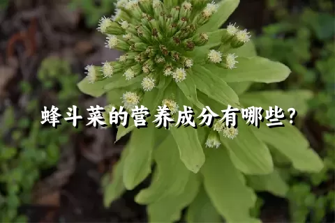 蜂斗菜的营养成分有哪些？