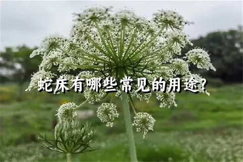 蛇床有哪些常见的用途？