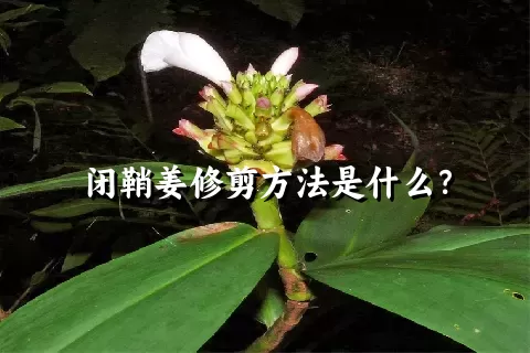 闭鞘姜修剪方法是什么？