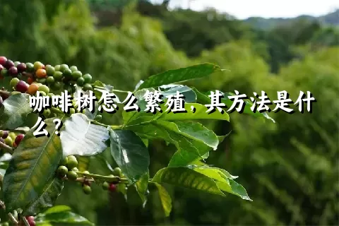 咖啡树怎么繁殖，其方法是什么？