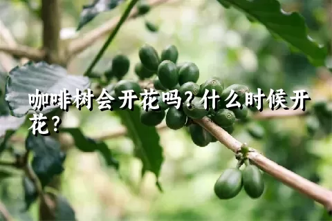 咖啡树会开花吗？什么时候开花？