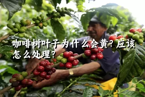 咖啡树叶子为什么会黄？应该怎么处理？