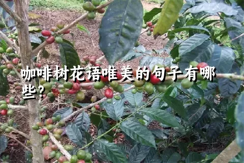 咖啡树花语唯美的句子有哪些？