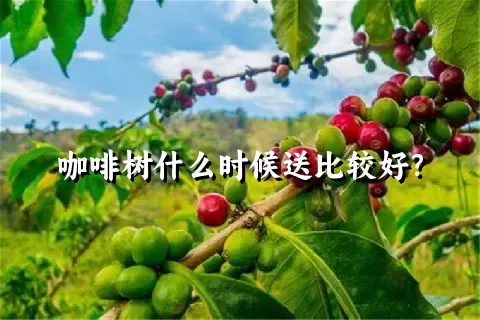咖啡树什么时候送比较好？