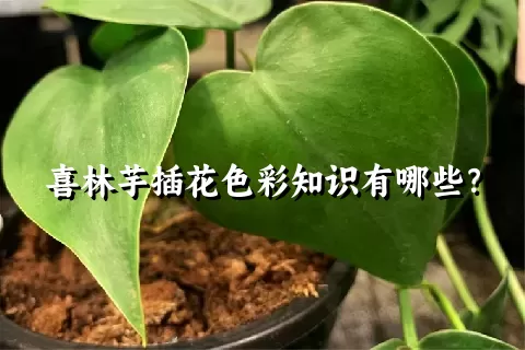 喜林芋插花色彩知识有哪些？