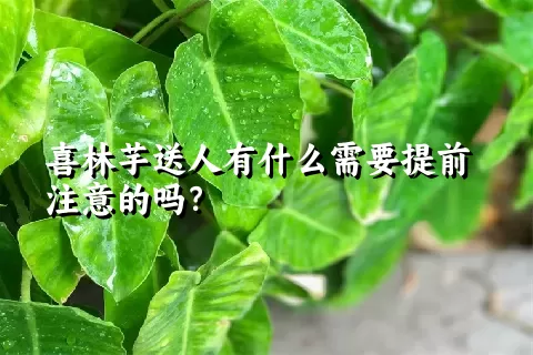 喜林芋送人有什么需要提前注意的吗？