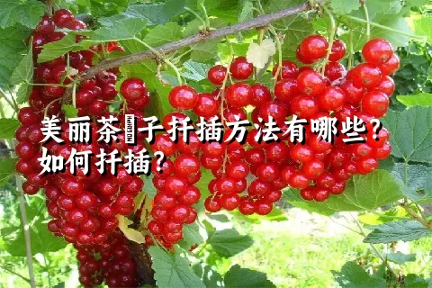 美丽茶藨子扦插方法有哪些？如何扦插？