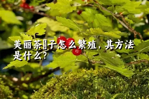 美丽茶藨子怎么繁殖，其方法是什么？