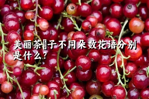 美丽茶藨子不同朵数花语分别是什么？