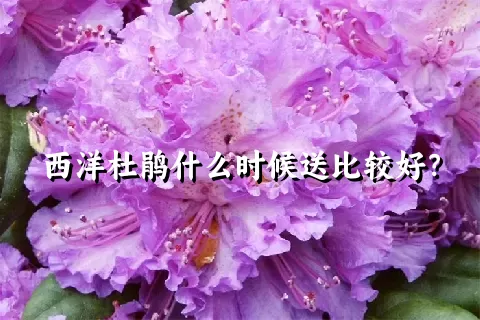 西洋杜鹃什么时候送比较好？