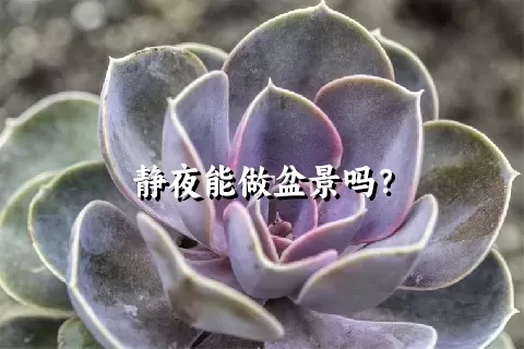 静夜能做盆景吗？