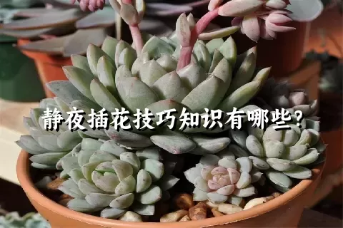 静夜插花技巧知识有哪些？