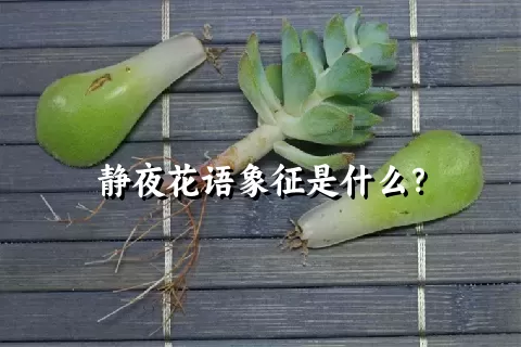 静夜花语象征是什么？