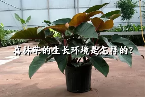 喜林芋的生长环境是怎样的？