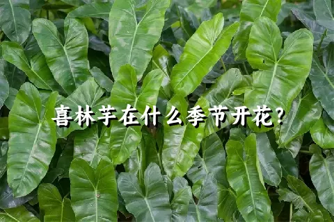 喜林芋在什么季节开花？