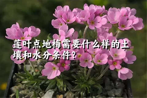 莲叶点地梅需要什么样的土壤和水分条件？