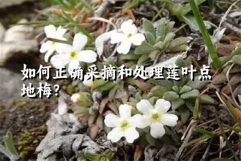 如何正确采摘和处理莲叶点地梅？