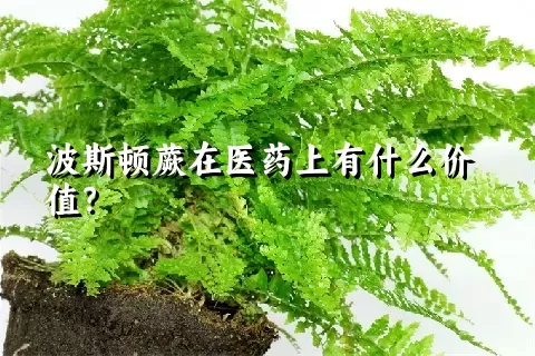 波斯顿蕨在医药上有什么价值？